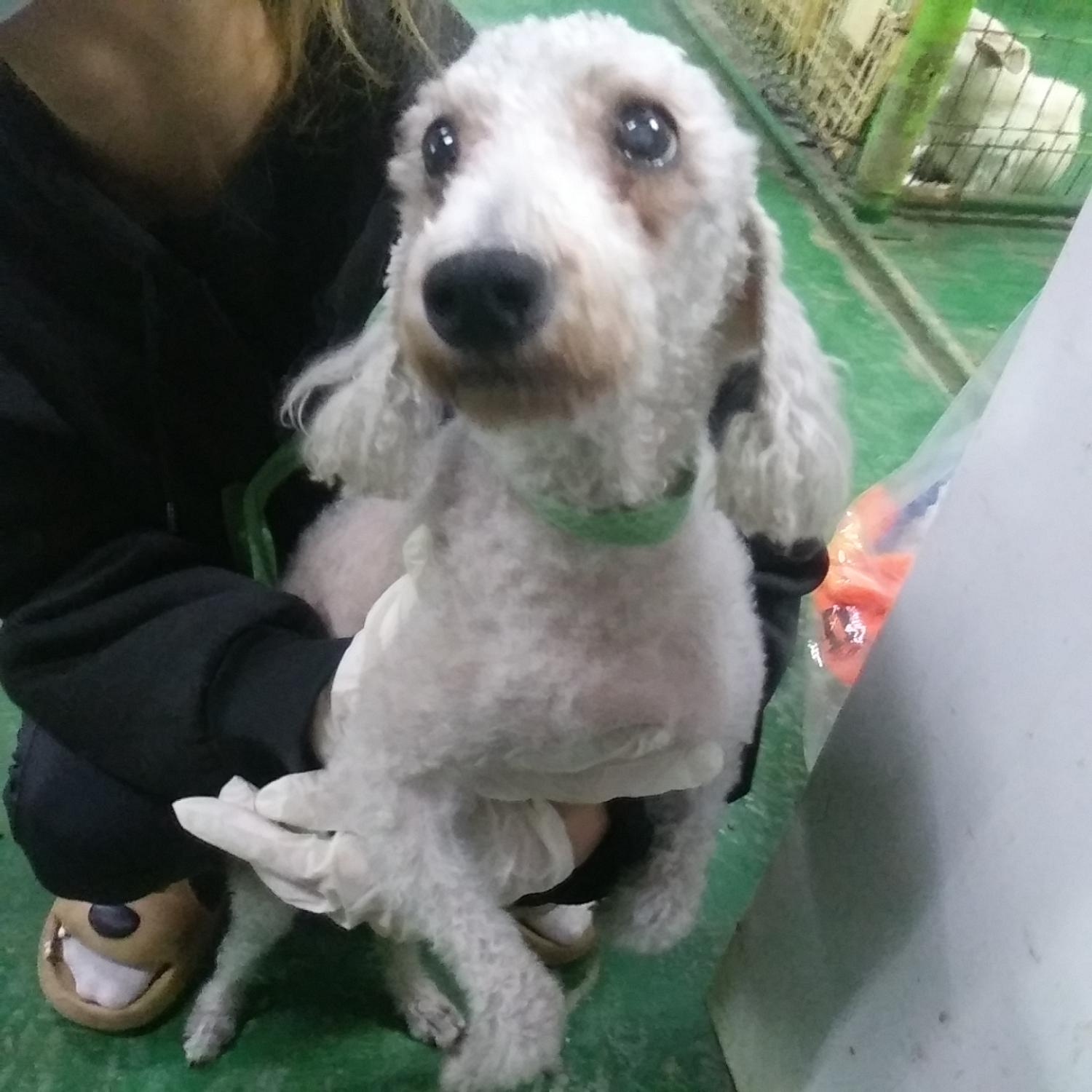인천광역시수의사회_428351202300983